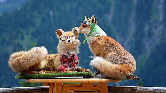 person showing two brown foxes thumbnail