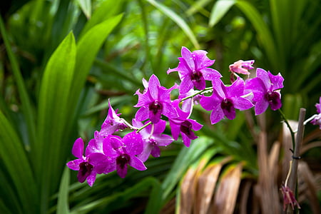 closeup photography of purple petaled flowers thumbnail