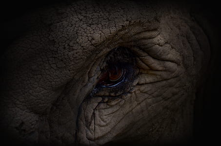 elephant's eye thumbnail