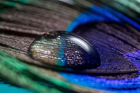 water drop on peacock feather thumbnail