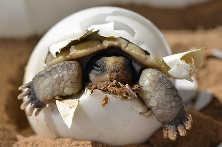 baby turtle inside egg thumbnail