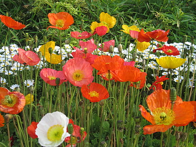 red poppy flowers thumbnail