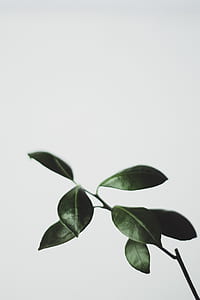 green leaves with white background thumbnail