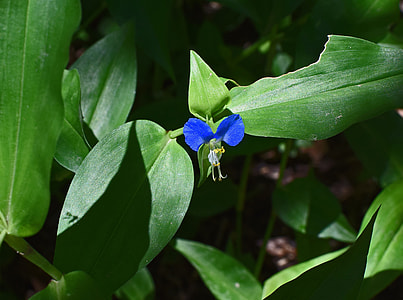 Asiatic Dayflower, Commelina Communis thumbnail