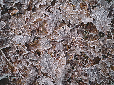 dried oak leaves closeup photography thumbnail