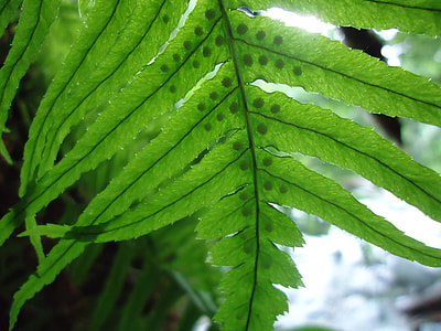 Fern, Pacific Northwest thumbnail