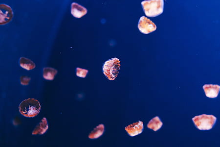 brown and white jelly fish in water thumbnail