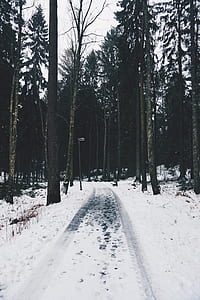 photo of forest thumbnail