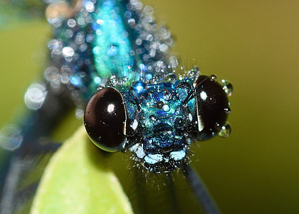 closeup photography of blue dragonfly thumbnail