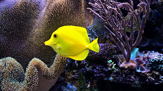 green fish thumbnail