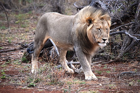 lion on beside log thumbnail