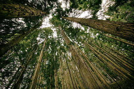 brown tall trees in low angle photograpy thumbnail