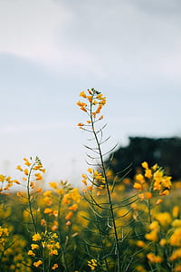 focused photo of yellow and green flower thumbnail