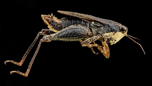 macro photography of camel cricket thumbnail