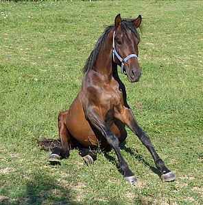 brown horse on green grass lawn during daytime thumbnail