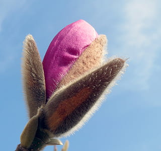 closeup photography of pink magnolia flower bud thumbnail