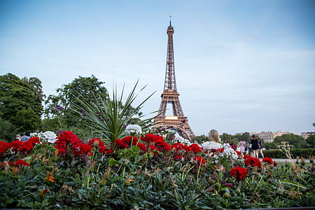 red and white flowers with Eiffel Tower in the background during day thumbnail