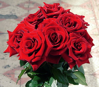 closeup of bouquet of red roses thumbnail