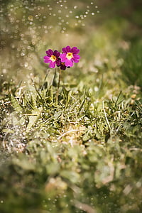 macro shot photography of purple primrose flower during daytime thumbnail