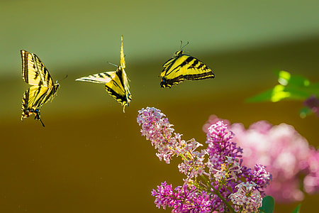 selective focus photography of three yellow butterflies flying near pink and purple flowers at daytime thumbnail