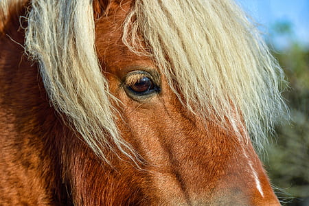 closeup photography of brown and white horse at daytime thumbnail