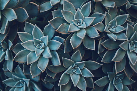 bunch of green succulent plants thumbnail