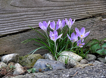 purple crocus flowers near brown wooden wall thumbnail