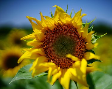 yellow sunflower macro photography thumbnail