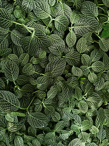 green leafed plant thumbnail