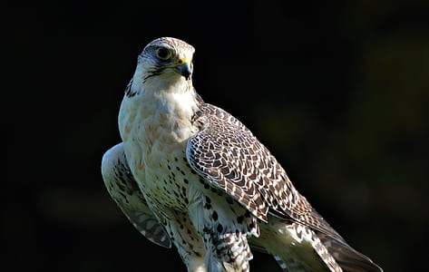 selective focus photography of eagle thumbnail