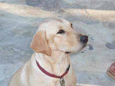 adult yellow Labrador retriever thumbnail