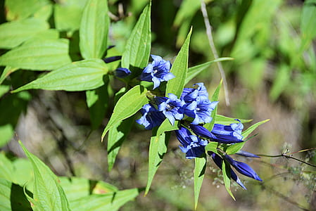 blue flowers thumbnail