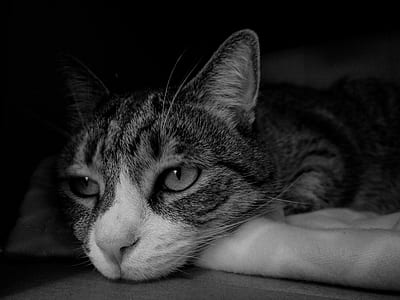 greyscale photography of resting cat thumbnail