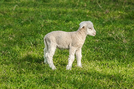 white sheep on grass field thumbnail