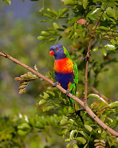 Blue Orange and Green Parrot Resting on Brown Branch thumbnail