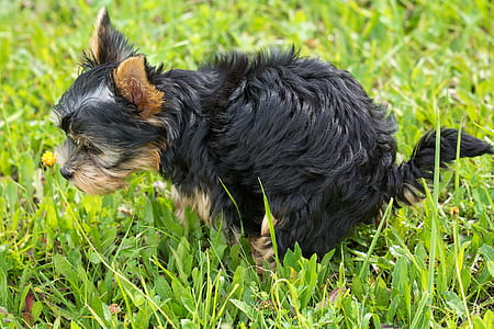 black and brown puppy on grass field thumbnail