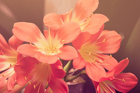 closeup photo of red-and-white petaled flowers thumbnail