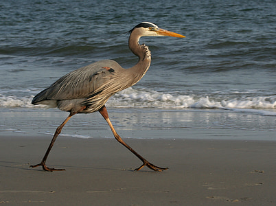 great blue heron walking along the shore during daytime thumbnail