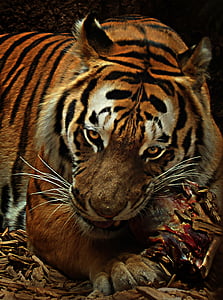 eating tiger painting thumbnail