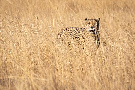 Cheetah On Grass Field thumbnail