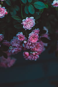 macro shot of pink flowers thumbnail