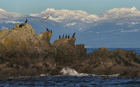 black bird perching mountain peak thumbnail