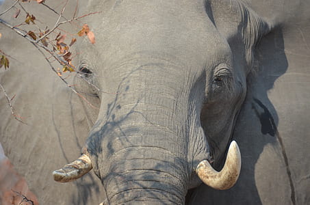 grey elephant standing beside tree at daytime thumbnail