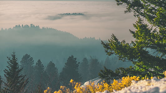 green trees near mountain during daytime thumbnail