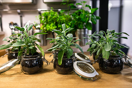 Green plants in glass jars on a table thumbnail