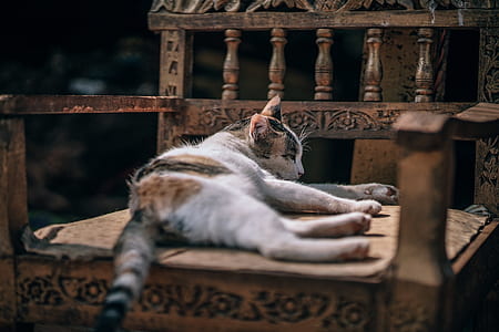 white cat lying on brown wooden chair thumbnail