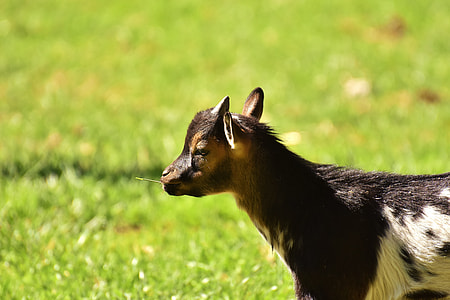 black and white goat kid standing on grass thumbnail