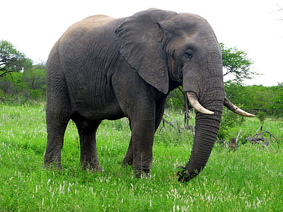 black elephant standing on green grass field thumbnail