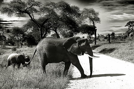 Elephant Mother and Child Black and White Photography thumbnail