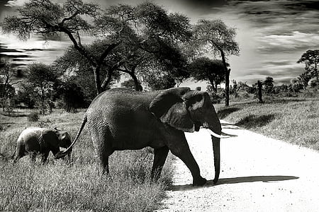 gray elephant with calf passing through road thumbnail